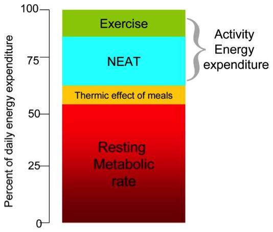 如何从 NEAT 角度建立新的热量缺口，让体重继续下降？