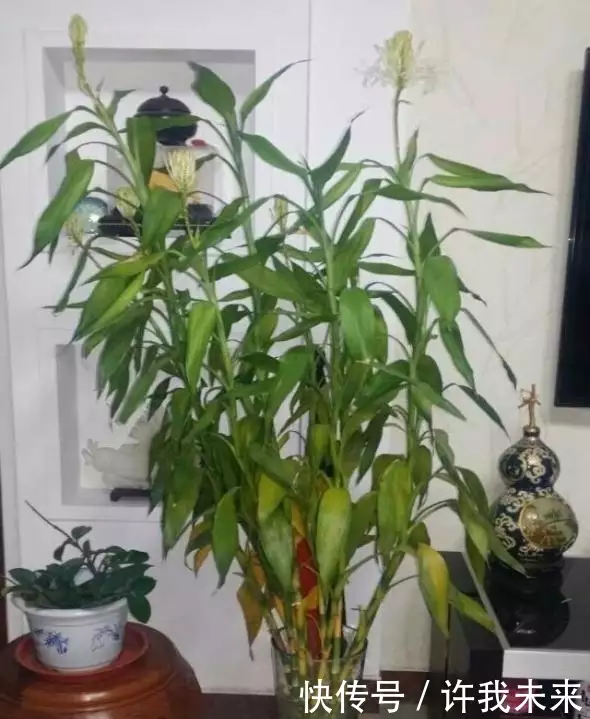 水培富贵竹 3 年开花，亲戚朋友来围观，