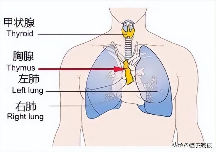 18 岁胸腺免疫黄金期，专家解读身体机能